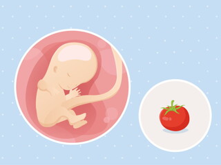 pregnancy-belly-fetal-development-week-11-no-text fetal development week 11