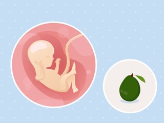 fetal development week 16