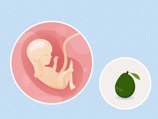 pregnancy-belly-fetal-development-week-16-no-text fetal development week 16