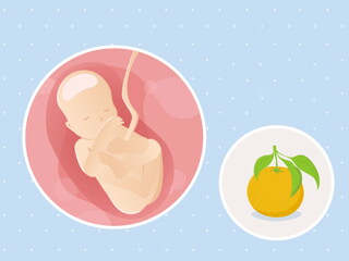 pregnancy-belly-fetal-development-week-19-no-text fetal development week 19