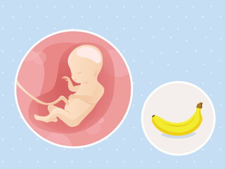 fetal development week 20