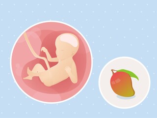 fetal development week 23