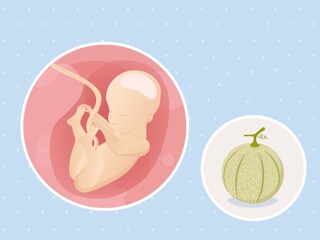 fetal development week 25