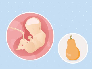 fetal development week 29