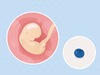 pregnancy-belly-fetal-development-week-7-no-text fetal development week 7