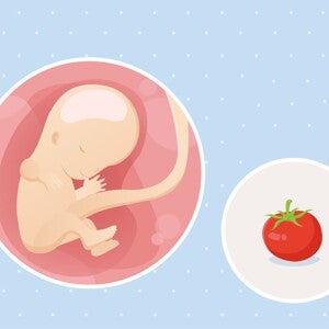 fetal development week 11