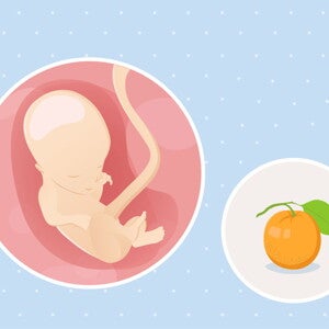 fetal development week 14