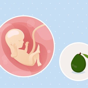 fetal development week 16