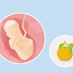fetal development week 19