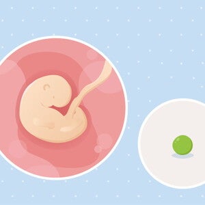 fetal development week 5