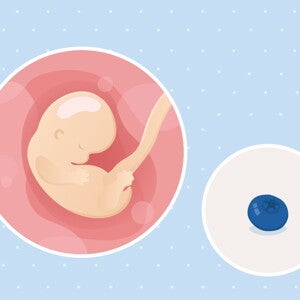 fetal development week 7