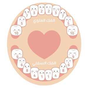 جدول التسنين عند الأطفال