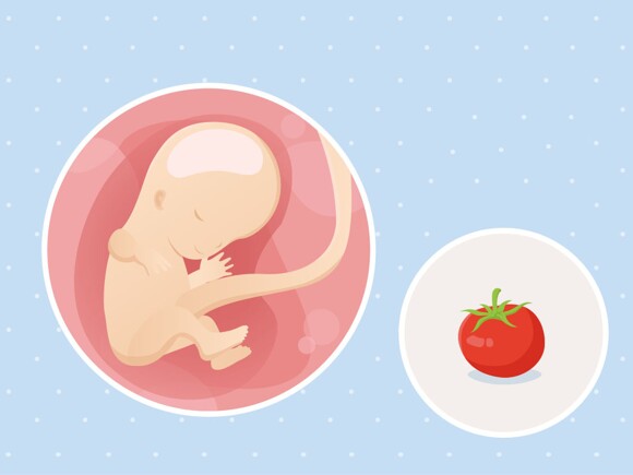 fetal development week 11