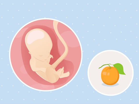 fetal development week 14