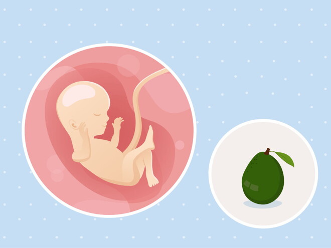 pregnancy-belly-fetal-development-week-16-no-text fetal development week 16