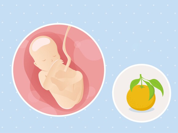 fetal development week 19