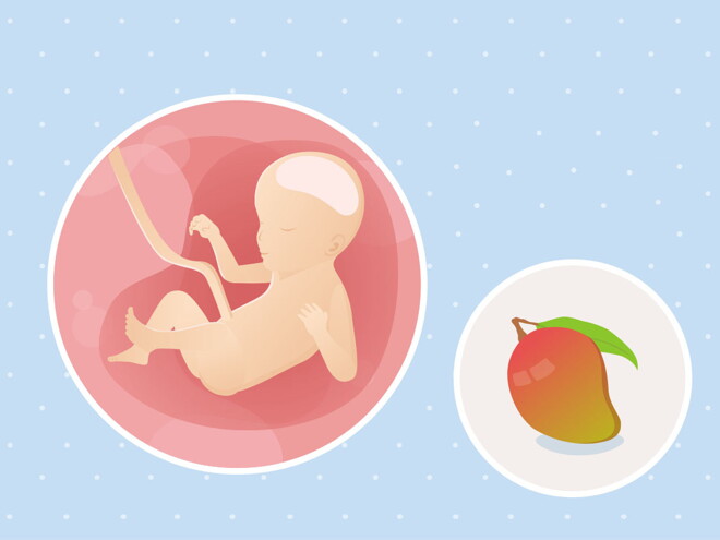 pregnancy-belly-fetal-development-week-23-no-text fetal development week 23