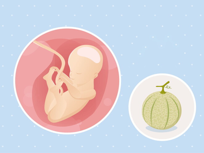 pregnancy-belly-fetal-development-week-25-no-text fetal development week 25