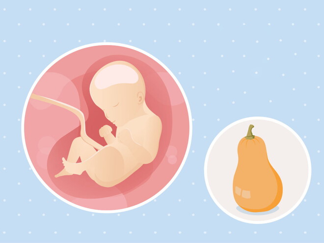 pregnancy-belly-fetal-development-week-29-no-text fetal development week 29