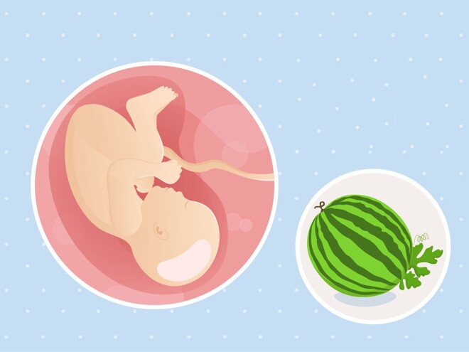 pregnancy-belly-fetal-development-week-39-no-text fetal development week 39