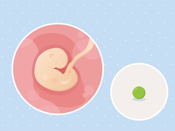 fetal development week 5