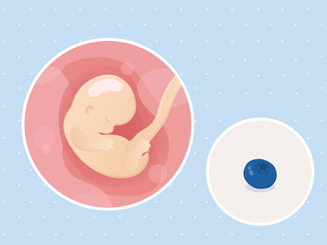 pregnancy-belly-fetal-development-week-7-no-text fetal development week 7