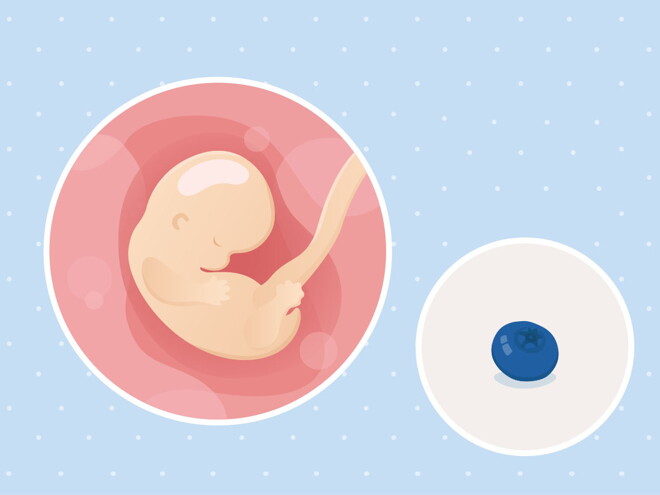 fetal development week 7