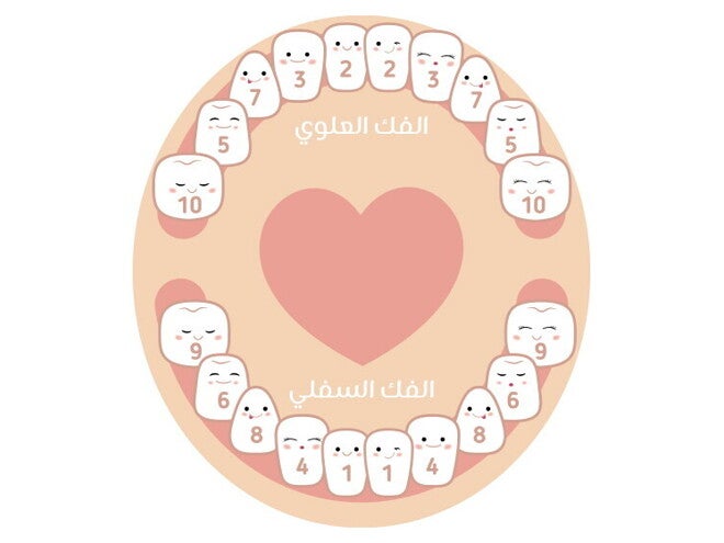 جدول التسنين عند الأطفال جدول التسنين عند الأطفال