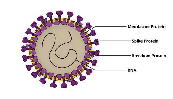 corona virus